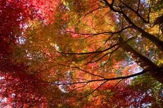 photo,material,free,landscape,picture,stock photo,Creative Commons,Maple is deep red, Maple, Red, branch, Yellow