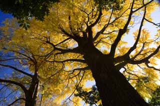 foto,tela,gratis,paisaje,fotografa,idea,Amarillo de un ginkgo, Ginkgo, , , Cielo azul