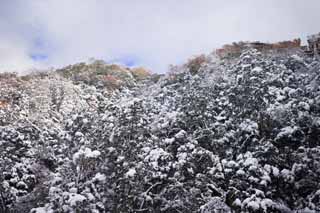 Foto, materiell, befreit, Landschaft, Bild, hat Foto auf Lager,Schneebedeckter Kinkazan, Berg, Frbte Bltter, Es ist leer, Baum