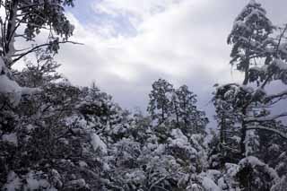 foto,tela,gratis,paisaje,fotografa,idea,Kinkazan cubierto de nieve, Montaa, Permisos de color, Est vaco, rbol