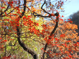 photo,material,free,landscape,picture,stock photo,Creative Commons,Coloring trees, autumn leaves, , , 