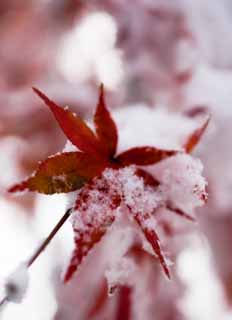fotografia, material, livra, ajardine, imagine, proveja fotografia,Neves e folhas vermelhas, Est nevado, Vermelho, bordo, Bordo