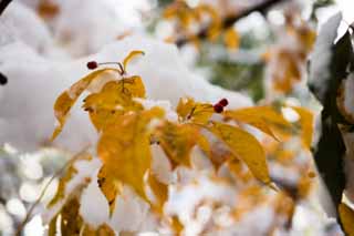 foto,tela,gratis,paisaje,fotografa,idea,La nieve y una fruta roja, Pngase amarillo, Permisos de color, Fruta roja, 