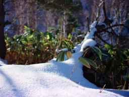 photo,material,free,landscape,picture,stock photo,Creative Commons,White carpet, snow, bamboo grass, , 