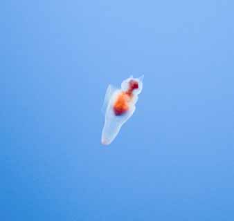 photo,material,free,landscape,picture,stock photo,Creative Commons,Fairy clione of drift ice, Clione limacina, Clione, Swimming, I am pretty