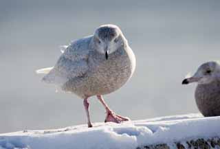 photo,material,free,landscape,picture,stock photo,Creative Commons,Morning of a gull, gull, gull, gull, feather