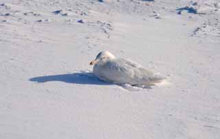 photo,material,free,landscape,picture,stock photo,Creative Commons,Morning of a gull, gull, gull, gull, feather