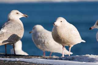 Foto, materieel, vrij, landschap, schilderstuk, bevoorraden foto,Morgen van een gull, Gull, , , Veren