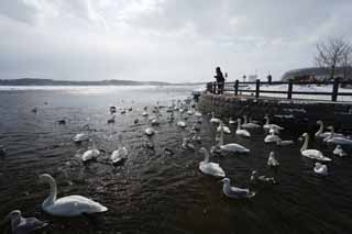 fotografia, material, livra, ajardine, imagine, proveja fotografia,Parque de cisne em lago de Tohfutsu, cisne, gaivota, Dedo do p de lago Hutu, 