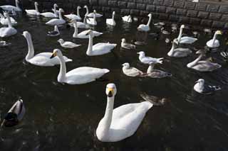 photo,material,free,landscape,picture,stock photo,Creative Commons,A whooper swan, swan, whooper swan, Lake toe Hutu, butterfly to vomit