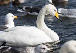 photo, la matire, libre, amnage, dcrivez, photo de la rserve,Un whooper se pavane, cygne, les whooper se pavanent, Orteil de lac Hutu, papillon vomir