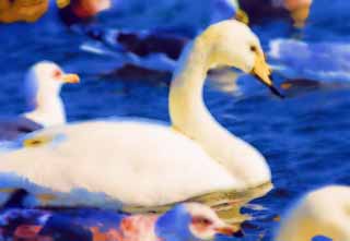 Illust, materieel, vrij, landschap, schilderstuk, schilderstuk, kleuren potlood, crayon, werkje,Een whooper zwaan, Zwaan, Whooper zwaan, Plas teen Hutu, Vlinder moet vomeren