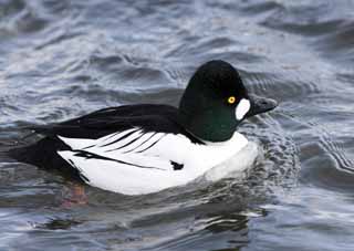 photo, la matire, libre, amnage, dcrivez, photo de la rserve,Un canard, canard, , , les tufted esquivent