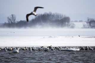 photo,material,free,landscape,picture,stock photo,Creative Commons,Winter of Tohfutsu lake, swan, gull, Lake toe Hutu, It is snowy
