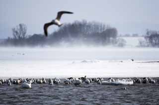 photo, la matire, libre, amnage, dcrivez, photo de la rserve,Hiver de lac Tohfutsu, cygne, mouette, Orteil de lac Hutu, C'est neigeux