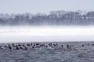 fotografia, material, livra, ajardine, imagine, proveja fotografia,Inverno de lago de Tohfutsu, cisne, gaivota, Dedo do p de lago Hutu, Est nevado