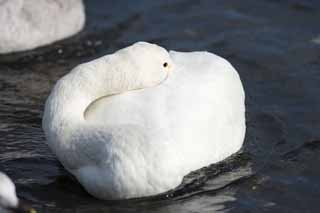 fotografia, material, livra, ajardine, imagine, proveja fotografia,Um bolinho de massa de cisne de whooper, cisne, cisne de whooper, Dedo do p de lago Hutu, borboleta para vomitar