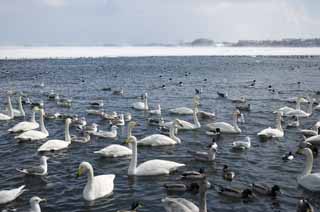 fotografia, material, livra, ajardine, imagine, proveja fotografia,Parque de cisne em lago de Tohfutsu, cisne, gaivota, Dedo do p de lago Hutu, 