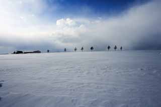fotografia, material, livra, ajardine, imagine, proveja fotografia,Uma colina de um conto de fadas, rvore, campo nevado, cu azul, nuvem