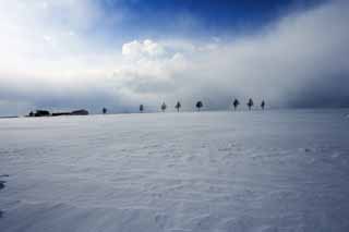 photo,material,free,landscape,picture,stock photo,Creative Commons,A hill of a fairy tale, tree, snowy field, blue sky, cloud