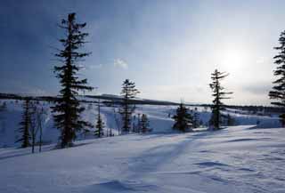 fotografia, materiale, libero il panorama, dipinga, fotografia di scorta,Alberi di un campo nevoso, campo nevoso, conifera, Il sole, Io ho freddo