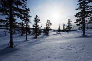 fotografia, materiale, libero il panorama, dipinga, fotografia di scorta,Alberi di un campo nevoso, campo nevoso, conifera, Il sole, Io ho freddo