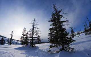 foto,tela,gratis,paisaje,fotografa,idea,rboles de un campo cubierto de nieve, Campo cubierto de nieve, Confera, El sol, Estoy fro