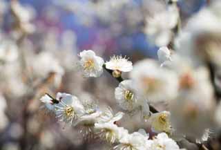 fotografia, materiale, libero il panorama, dipinga, fotografia di scorta,Una susina  nella piena gloria, Mi sopporti, susina, , giardino di susina