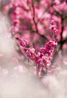 photo,material,free,landscape,picture,stock photo,Creative Commons,A plum is in full glory, Bear me, plum, plum, plum garden