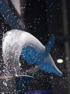 photo,material,free,landscape,picture,stock photo,Creative Commons,A splashing dolphin, dolphin, , , jump