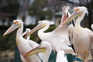 photo,material,free,landscape,picture,stock photo,Creative Commons,A row of pelicans, , pelican, bill, bill