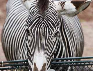 Foto, materiell, befreit, Landschaft, Bild, hat Foto auf Lager,Ein Zebra, Ein Inselpferd, Zebra, das Grasen von Tier, Die Mhne