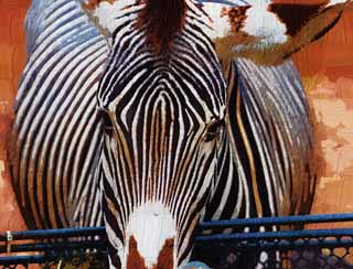 illust, materiell, befreit, Landschaft, Bild, Gemlde, Farbbleistift, Wachsmalstift, Zeichnung,,Ein Zebra, Ein Inselpferd, Zebra, das Grasen von Tier, Die Mhne