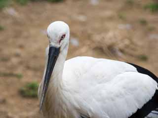 photo,material,free,landscape,picture,stock photo,Creative Commons,A stork, stork, stork, bill, bill