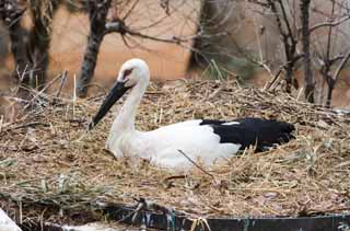 photo,material,free,landscape,picture,stock photo,Creative Commons,Incubation of a stork, stork, stork, Incubation, nest