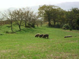 Foto, materieel, vrij, landschap, schilderstuk, bevoorraden foto,Mijmeren van de schaap, Schaap, Zode, , 