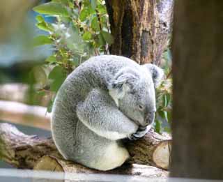 fotografia, materiale, libero il panorama, dipinga, fotografia di scorta,Un koala, , koala, , 