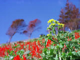 Foto, materieel, vrij, landschap, schilderstuk, bevoorraden foto,Naar de blauwe lucht _, , , , 