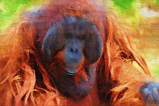 illustration,material,free,landscape,picture,painting,color pencil,crayon,drawing,An orangutan, , An orangutan, An anthropoid ape, monkey