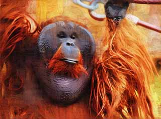 illust, materiale, libero panorama, ritratto dipinto, matita di colore disegna a pastello, disegnando,Un orangutan, , Un orangutan, Una scimmia antropoide, scimmia