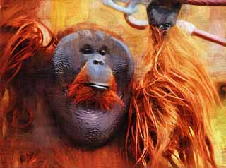 illust, , , , , ,  ,  , .,orangutan, , orangutan,  , 