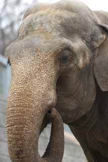 Foto, materiell, befreit, Landschaft, Bild, hat Foto auf Lager,Ein Elefant, Ein Elefant, , , Nase