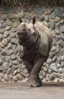 photo,material,free,landscape,picture,stock photo,Creative Commons,A rhinoceros, rhinoceros, , rhinoceros, 
