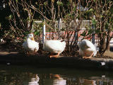 photo,material,free,landscape,picture,stock photo,Creative Commons,Ducks' meeting, water surface, , , 