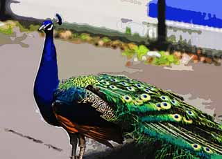 illust, material, livram, paisagem, quadro, pintura, lpis de cor, creiom, puxando,Um pavo, , pavo, , pena de decorao