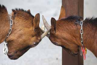 photo,material,free,landscape,picture,stock photo,Creative Commons,A duel of a goat, goat, goat, goat, quarrel