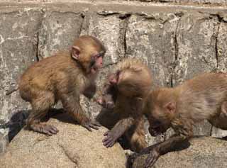 photo,material,free,landscape,picture,stock photo,Creative Commons,Of young monkeys kitten, monkey, Japanese monkey, , 