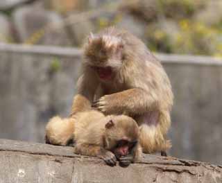 photo,material,free,landscape,picture,stock photo,Creative Commons,Grooming of a monkey, monkey, Japanese monkey, Japanese monkey, 