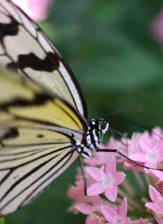 photo,material,free,landscape,picture,stock photo,Creative Commons,Big Butterfly, butterfly, butterfly, butterfly, flower