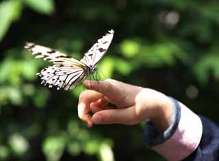 Foto, materiell, befreit, Landschaft, Bild, hat Foto auf Lager,Ein Mdchen und ein Schmetterling, Schmetterling, , , Blume